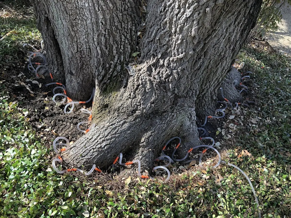 Detailed Tree Cabling and Bracing job site in Roanoke